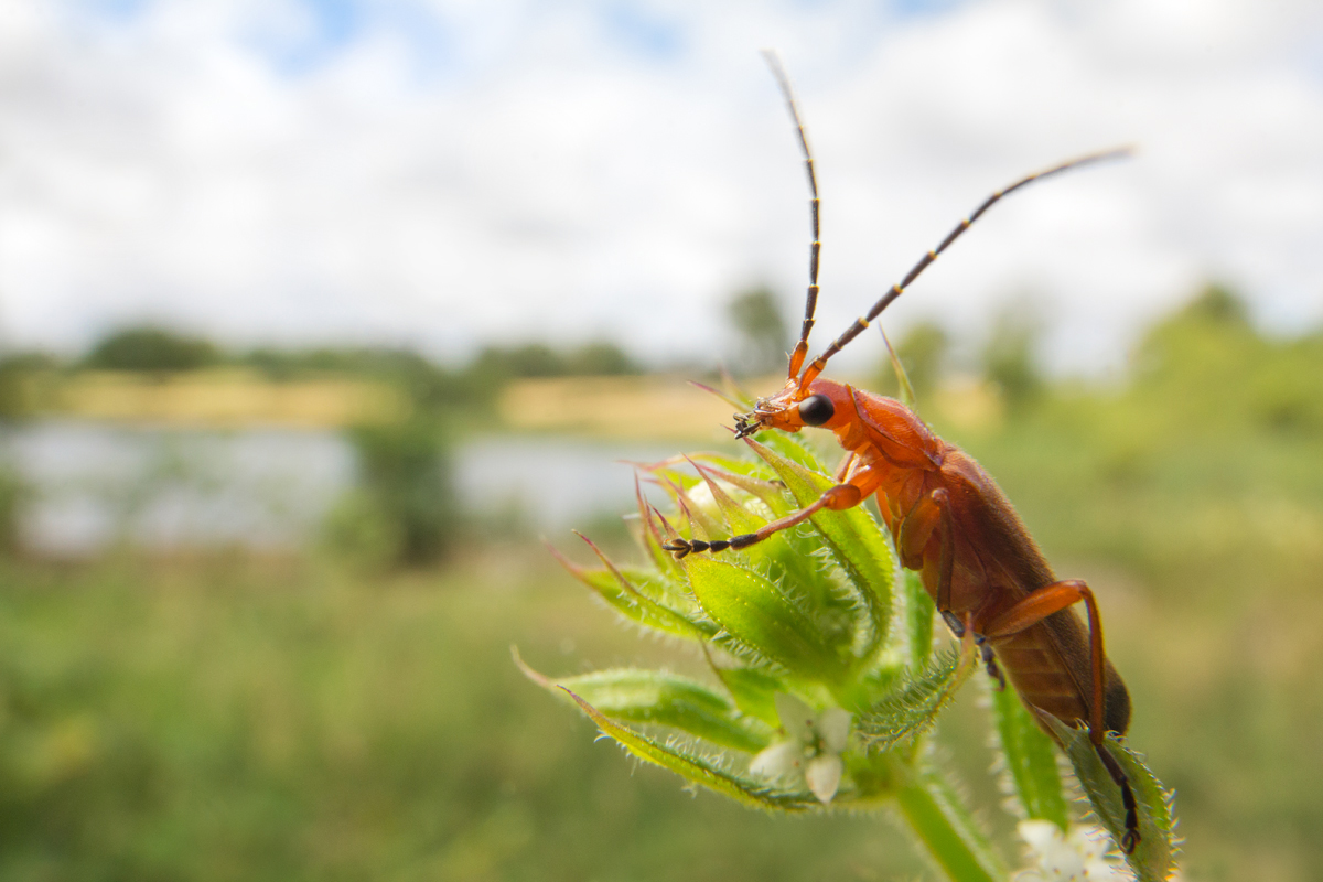 Red Soldier Beetle 1